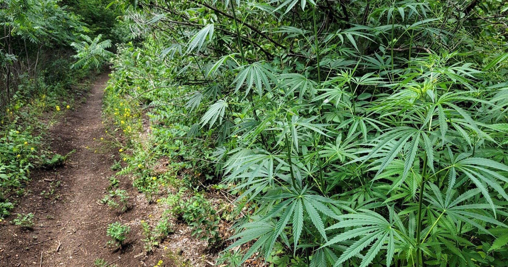 Why feral cannabis is found in Sioux City and across Iowa - Vimarsana News