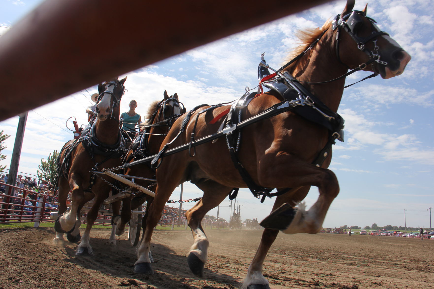 Welcome to the 36th annual Britt Draft Horse Show