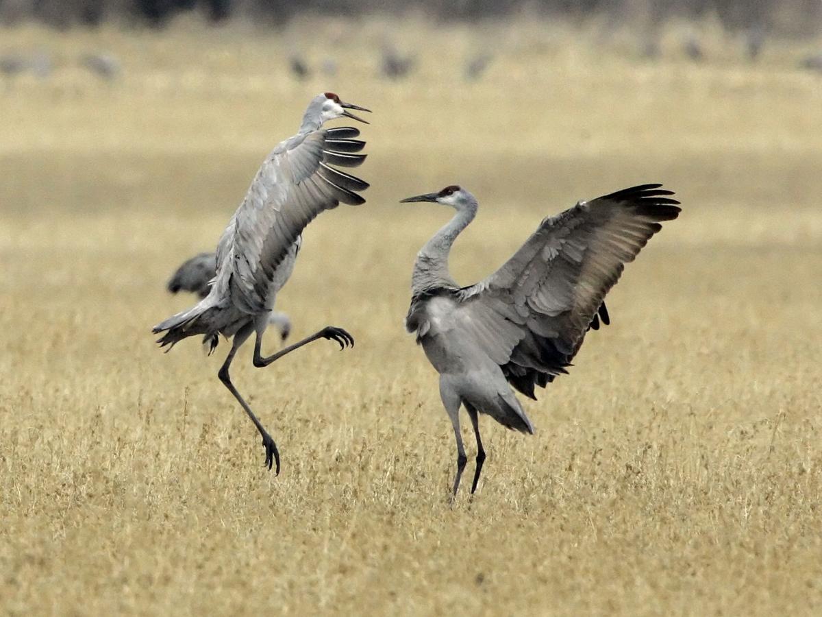 New study to track sandhill cranes in Iowa Mason City & North Iowa