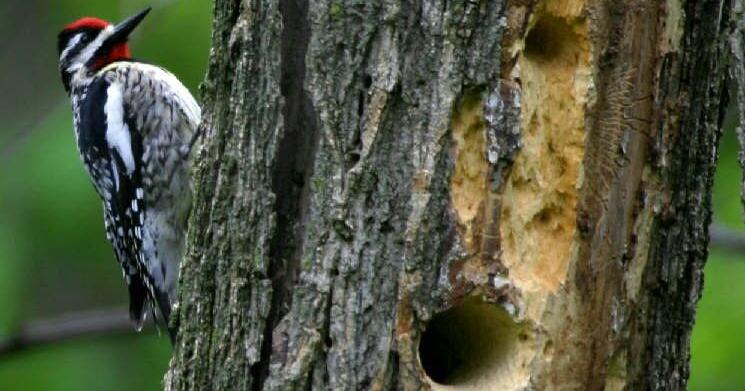 Birding 101 talk to be held at MacNider Art Museum in Mason City on June 4