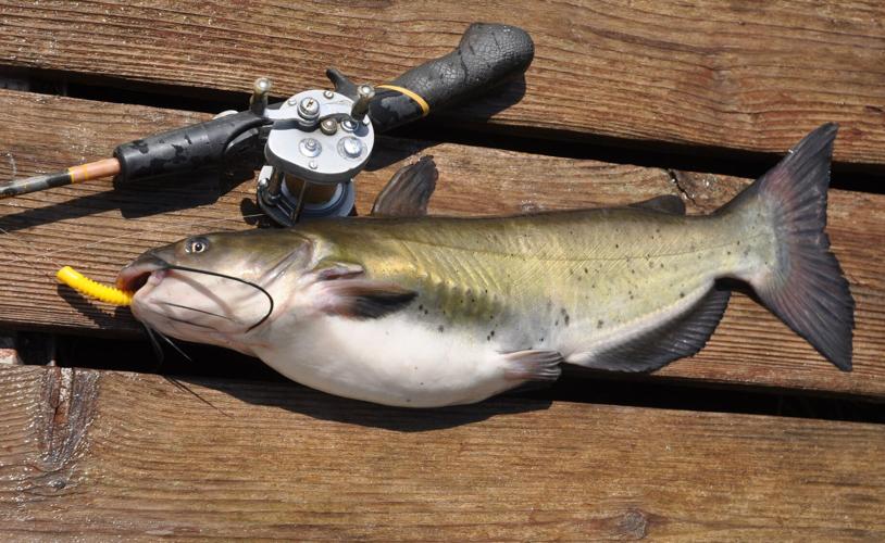 2] 20-inch Clear Lake catfish.JPG