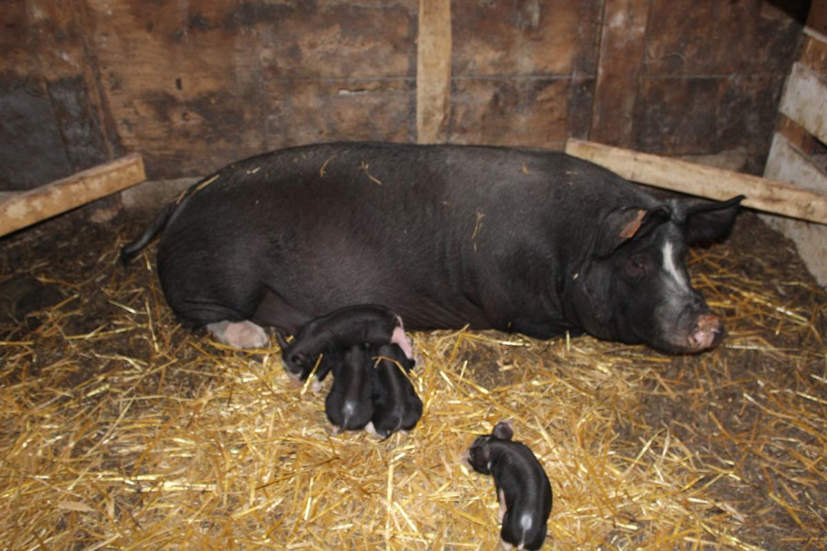 Huismans Raise And Sell Locally Grown Hogs News Globegazette Com