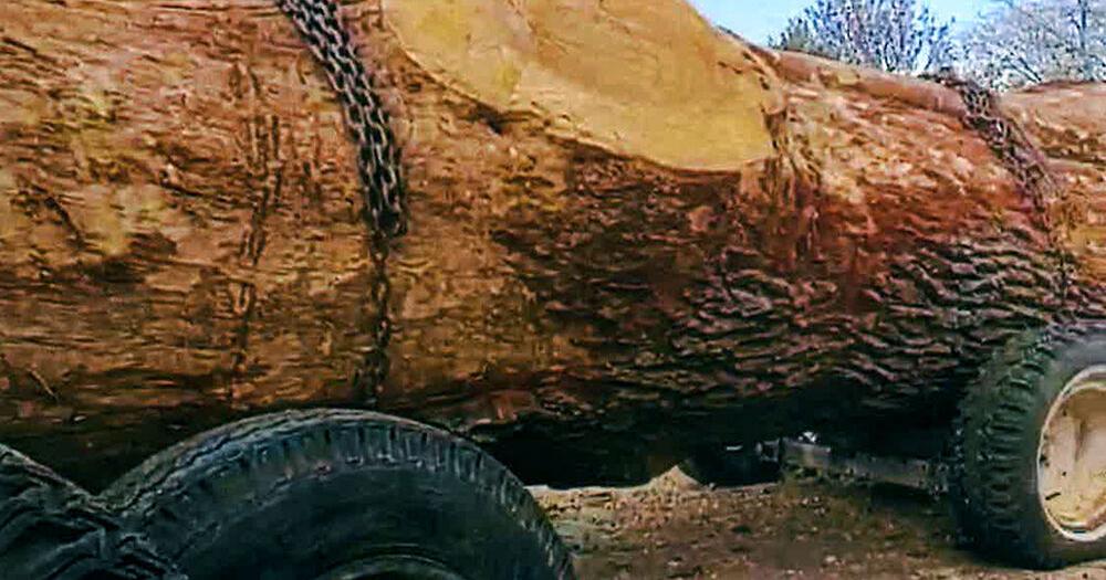 Northwest Iowa tree thief found guilty of 51 charges - Vimarsana News