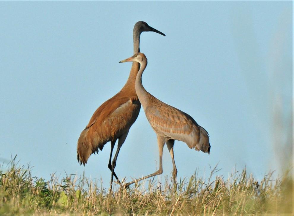 Washburn wild cranes reclaim historic Iowa wetlands