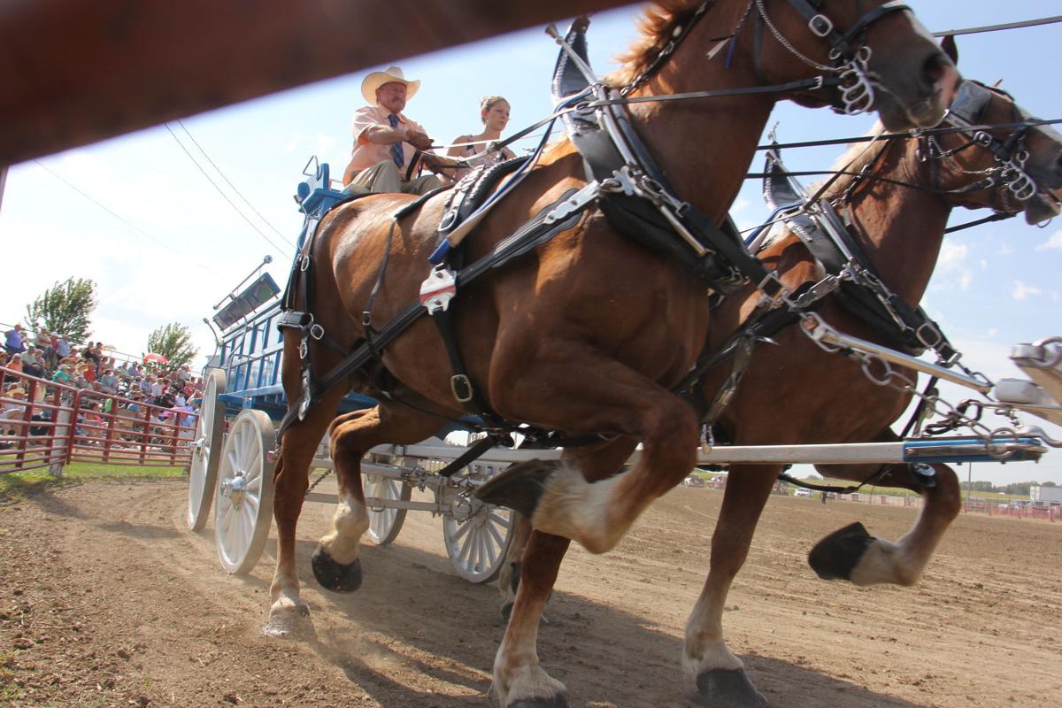 Photos Britt Draft Horse Show Latest Local News