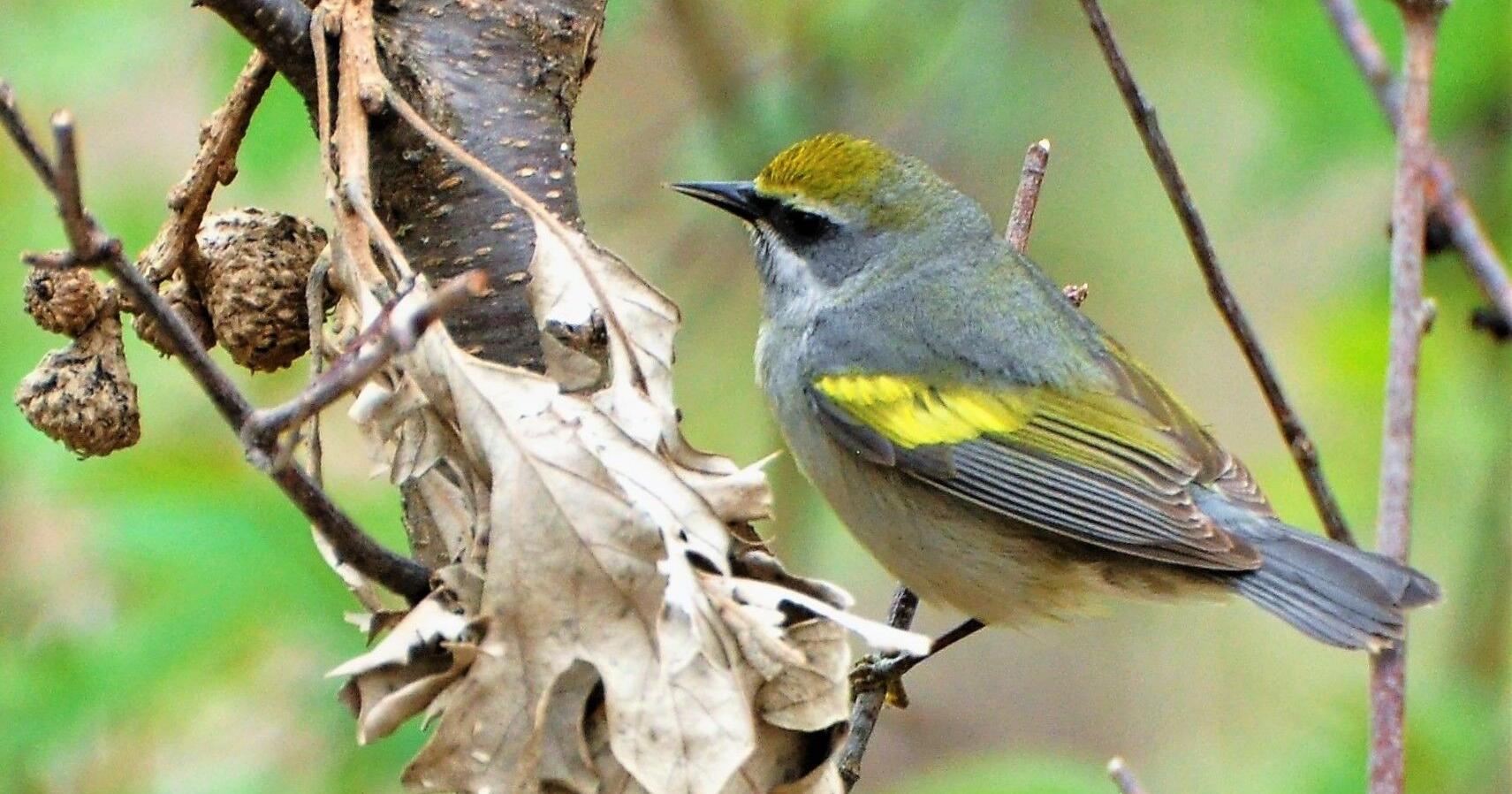 Declining golden-winged warblers passing through North Iowa - Vimarsana News
