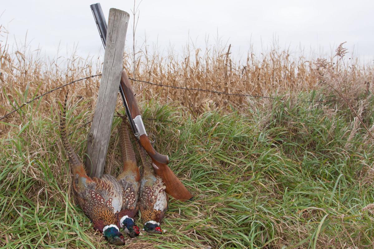 Hunters tired but 'pretty satisfied' after North Iowa pheasant opener