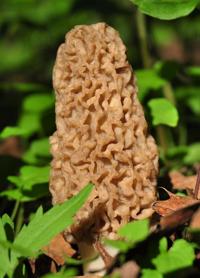 Washburn: Annual mushroom season is underway