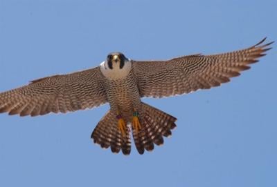 Peregrine Falcon Recovery Takes A Big Step Features