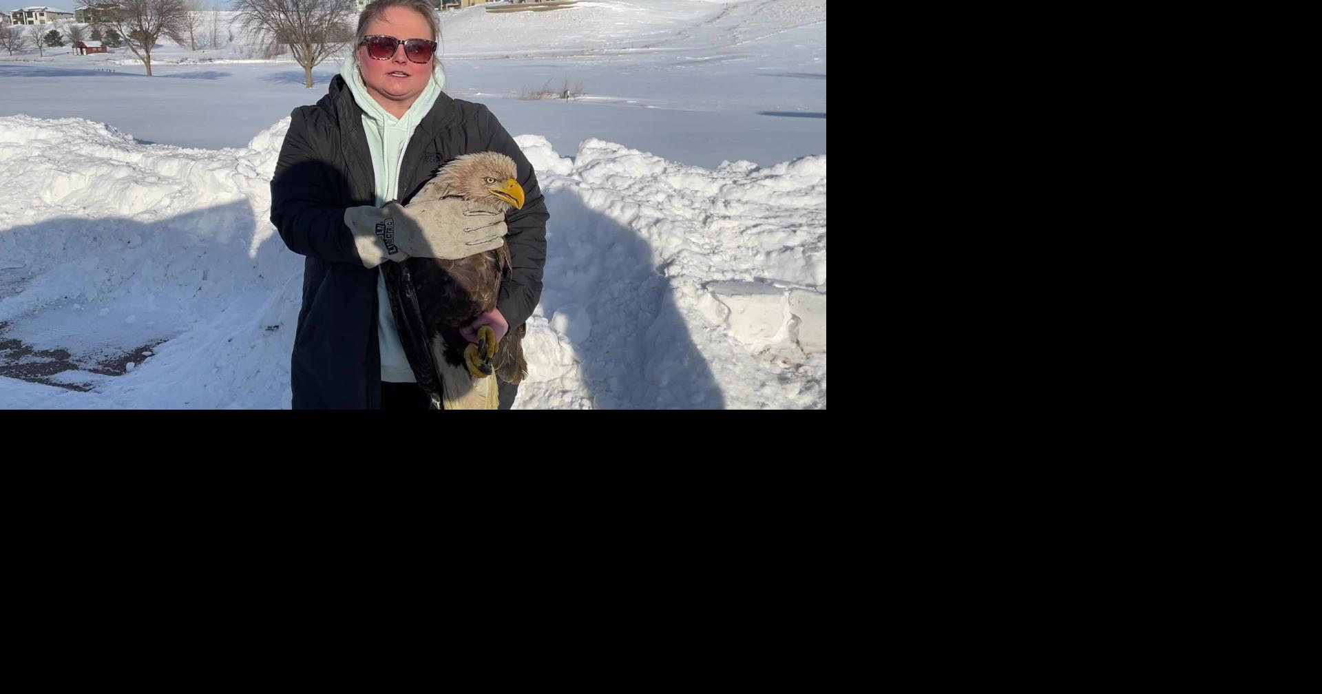 Bald eagle rescued in Dickinson County