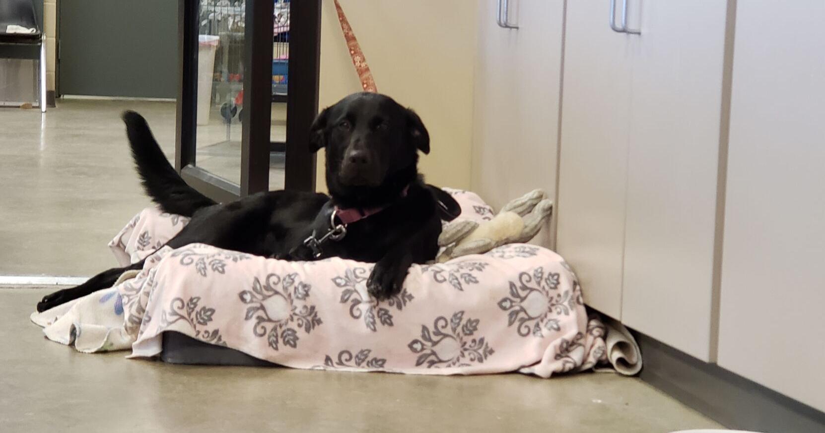 Dogs, coffee, adoption and donations at Cabin Coffee - Vimarsana News