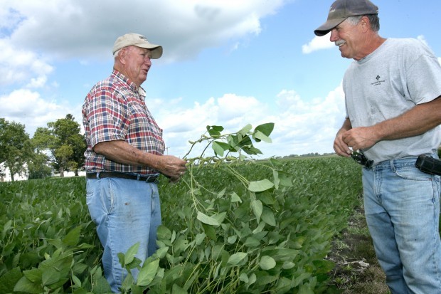 Long, soaking rain will help soybeans