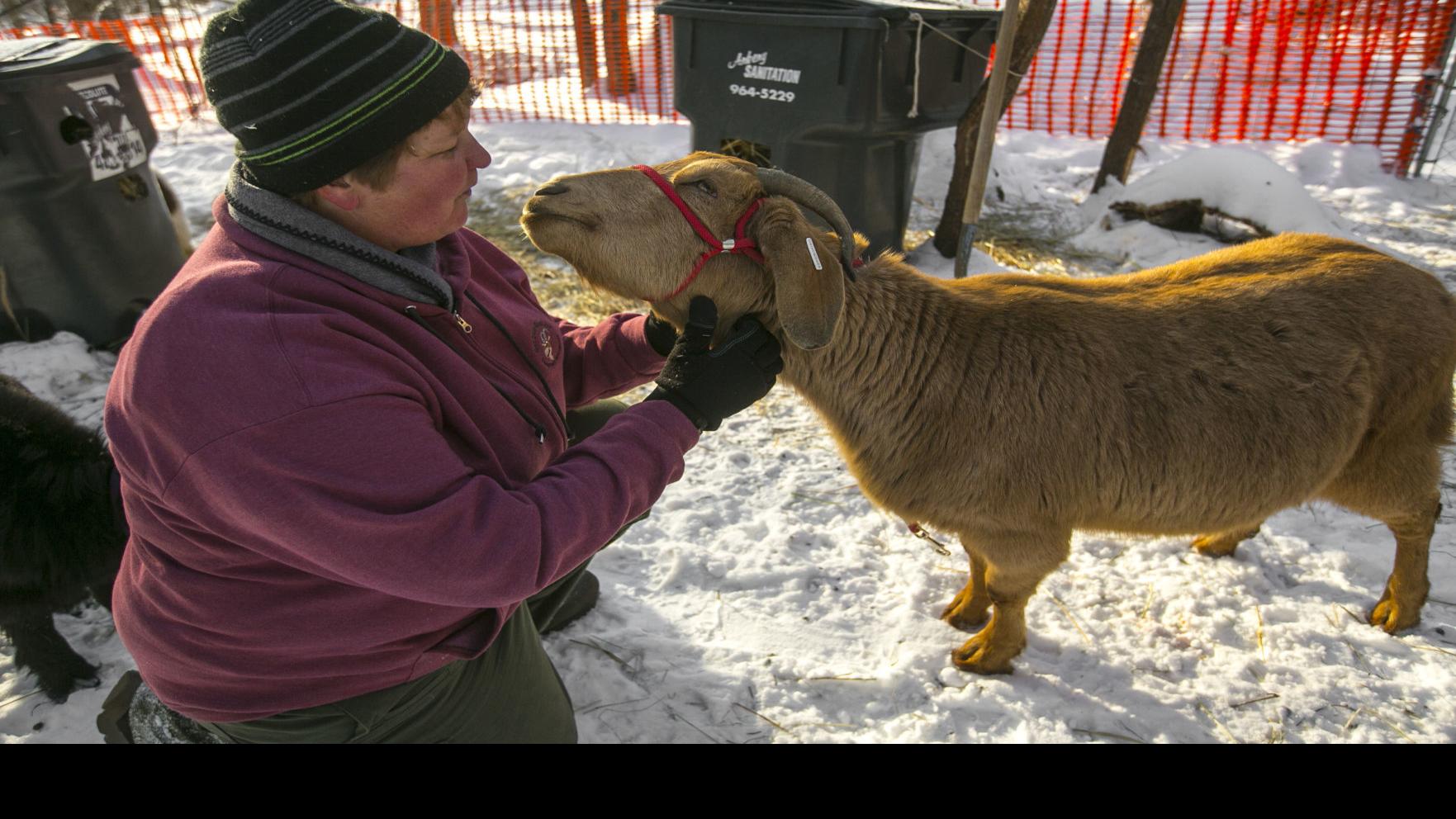 This Business Bleats Money Ventura Woman Turns Love Of Farming