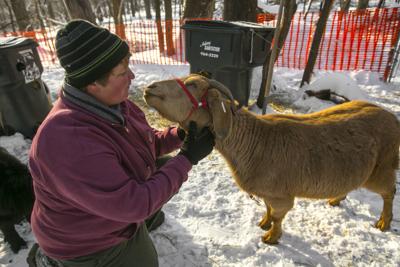 Goats 1