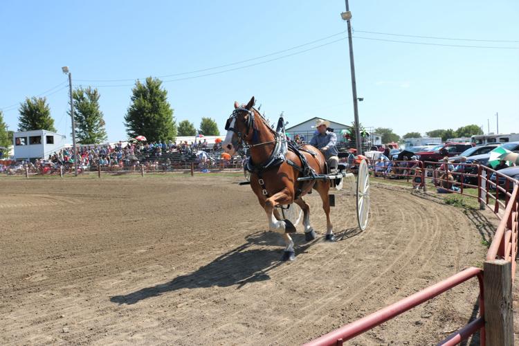 Teams endure summer heat at 42nd annual Britt Draft Horse Show Sept. 13