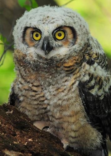 Fledgling great horned owl