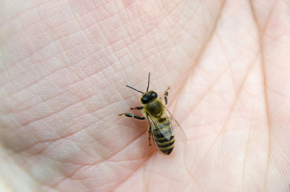 mayo-bee-20200820
