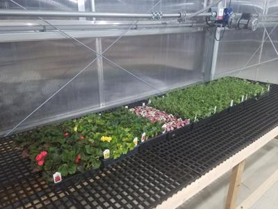 Osage greenhouse flowers