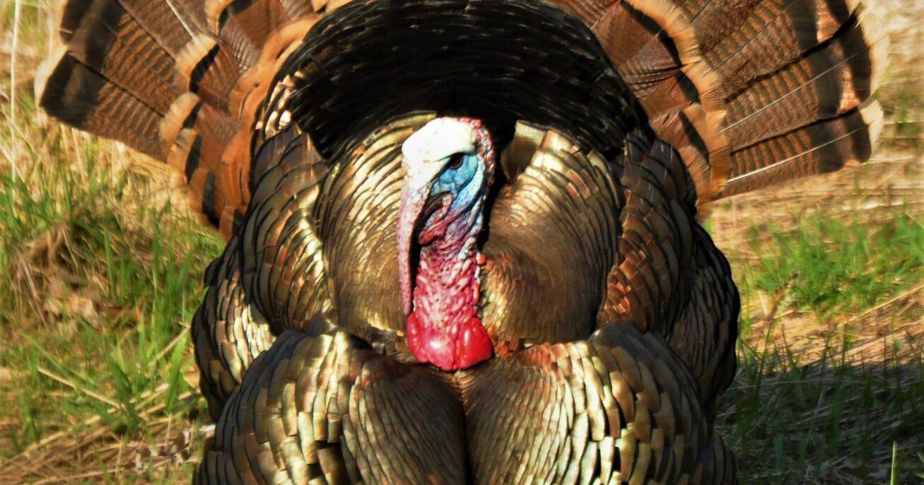 Iowa turkey seasons conclude - Vimarsana News