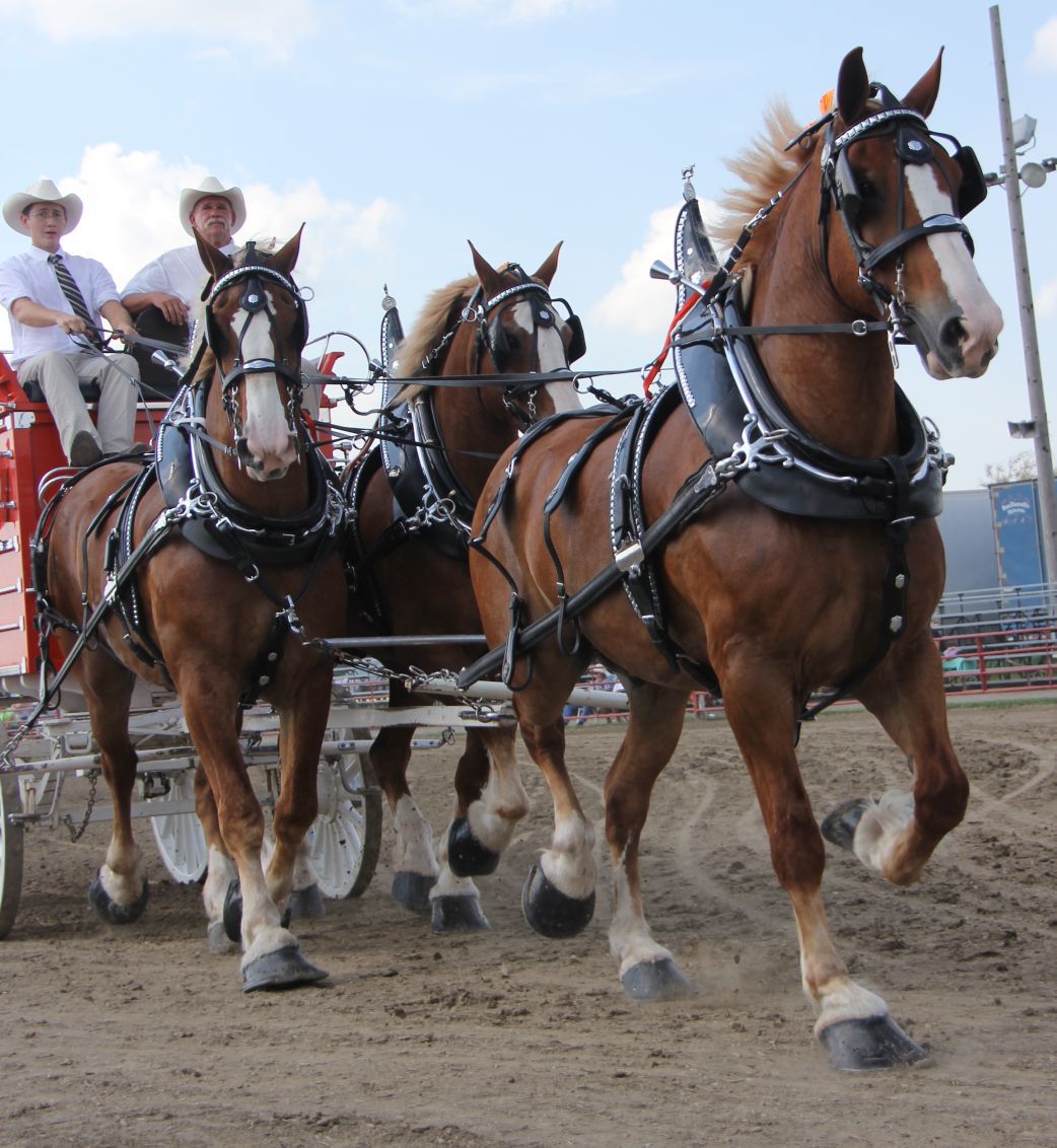 Photos Britt Draft Horse Show Latest Local News