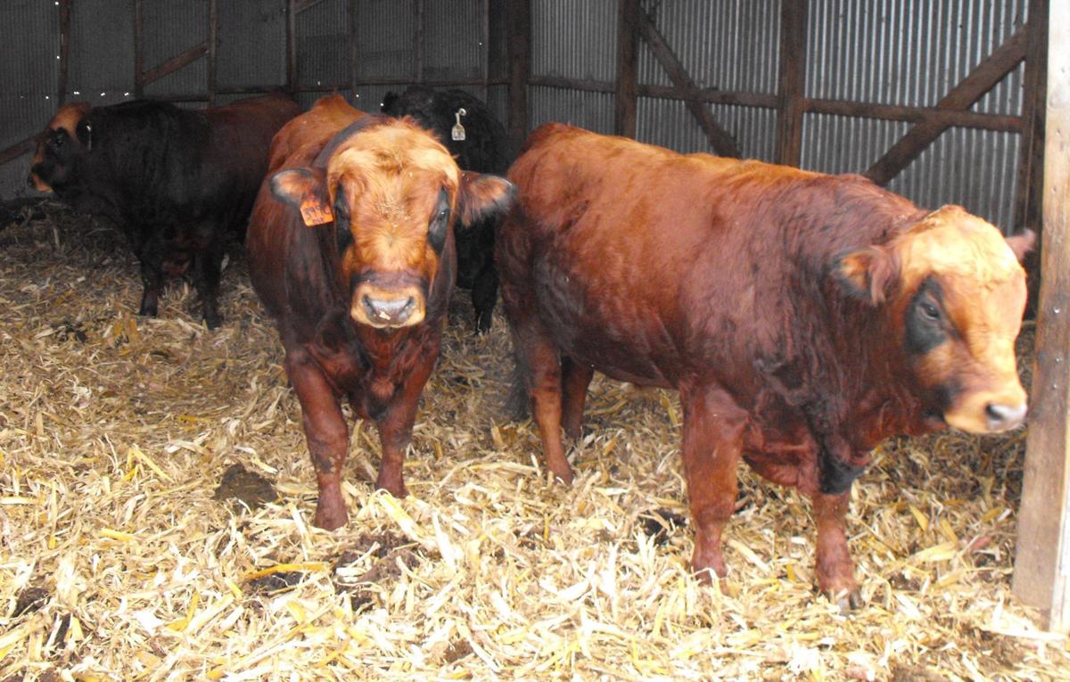 French Tarentaise Cattle At Home In Iowa Mitchell County News