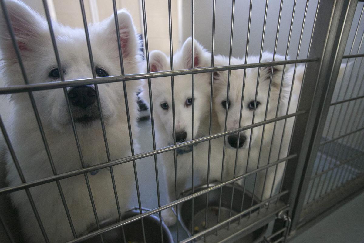 Lawmakers Look To Strengthen State Animal Cruelty Laws After Multiple Puppy Mills Busts Mason City North Iowa Globegazette Com