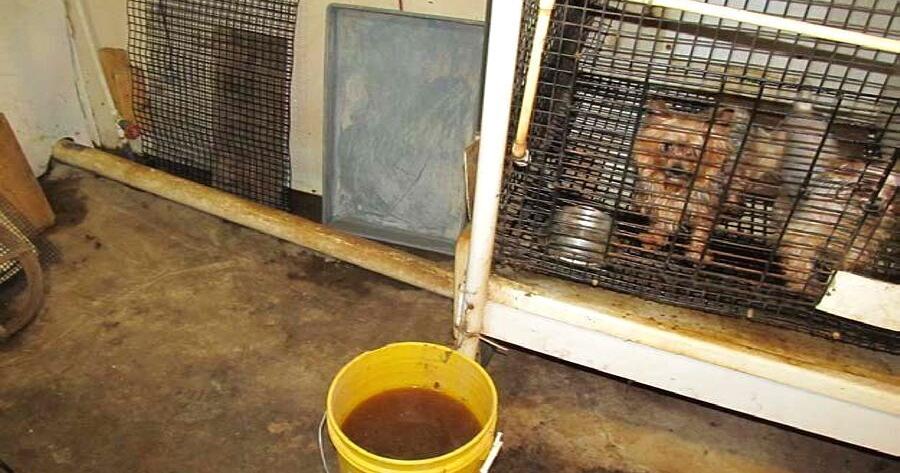 Iowa puppy mill operator sentenced to probation for animal neglect - Vimarsana News
