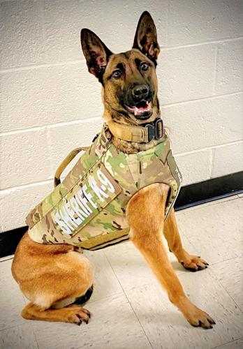 Hancock County K9 Hola is shown in new body armor that was donated..jpg