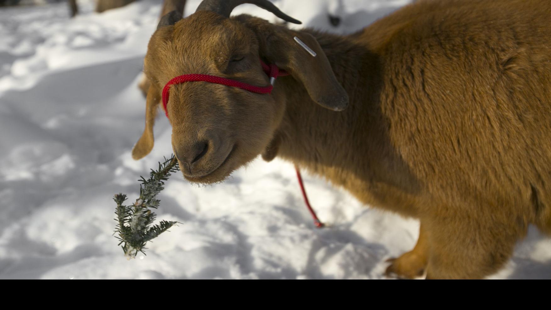 Goats On The Go Will Eat Your Christmas Tree Celebrations