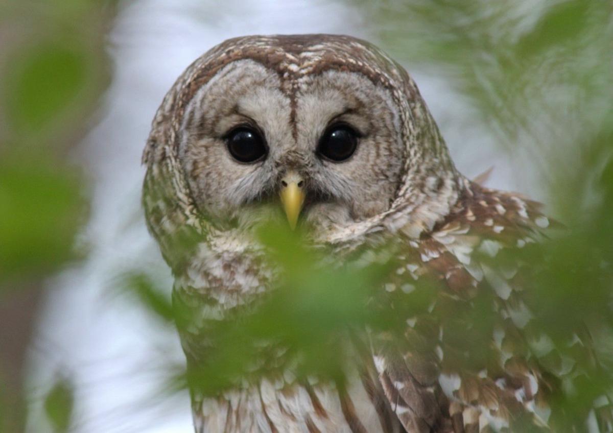 A barred owl - Clayton County, Iowa