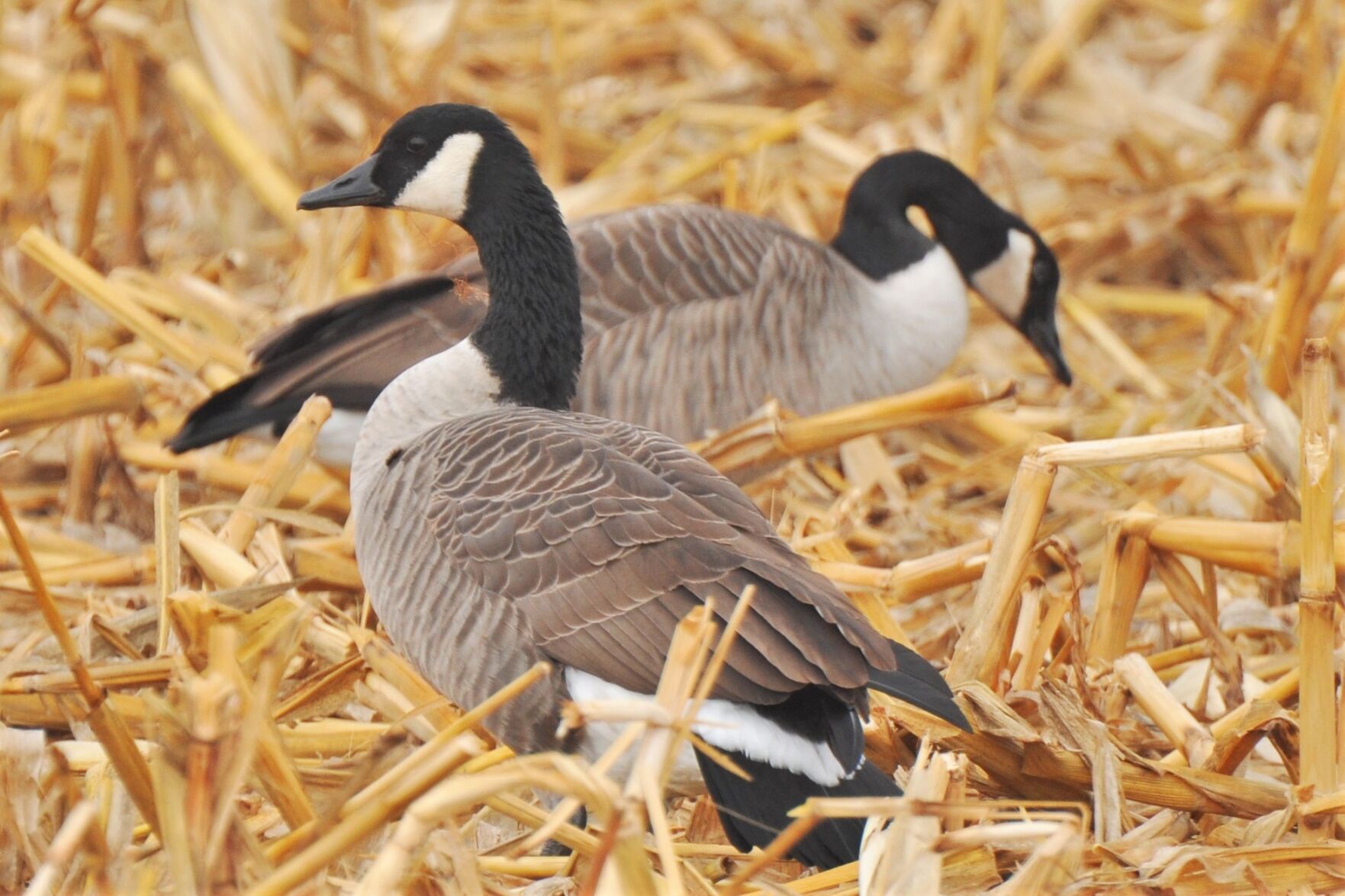 Canada sales goose woodbury