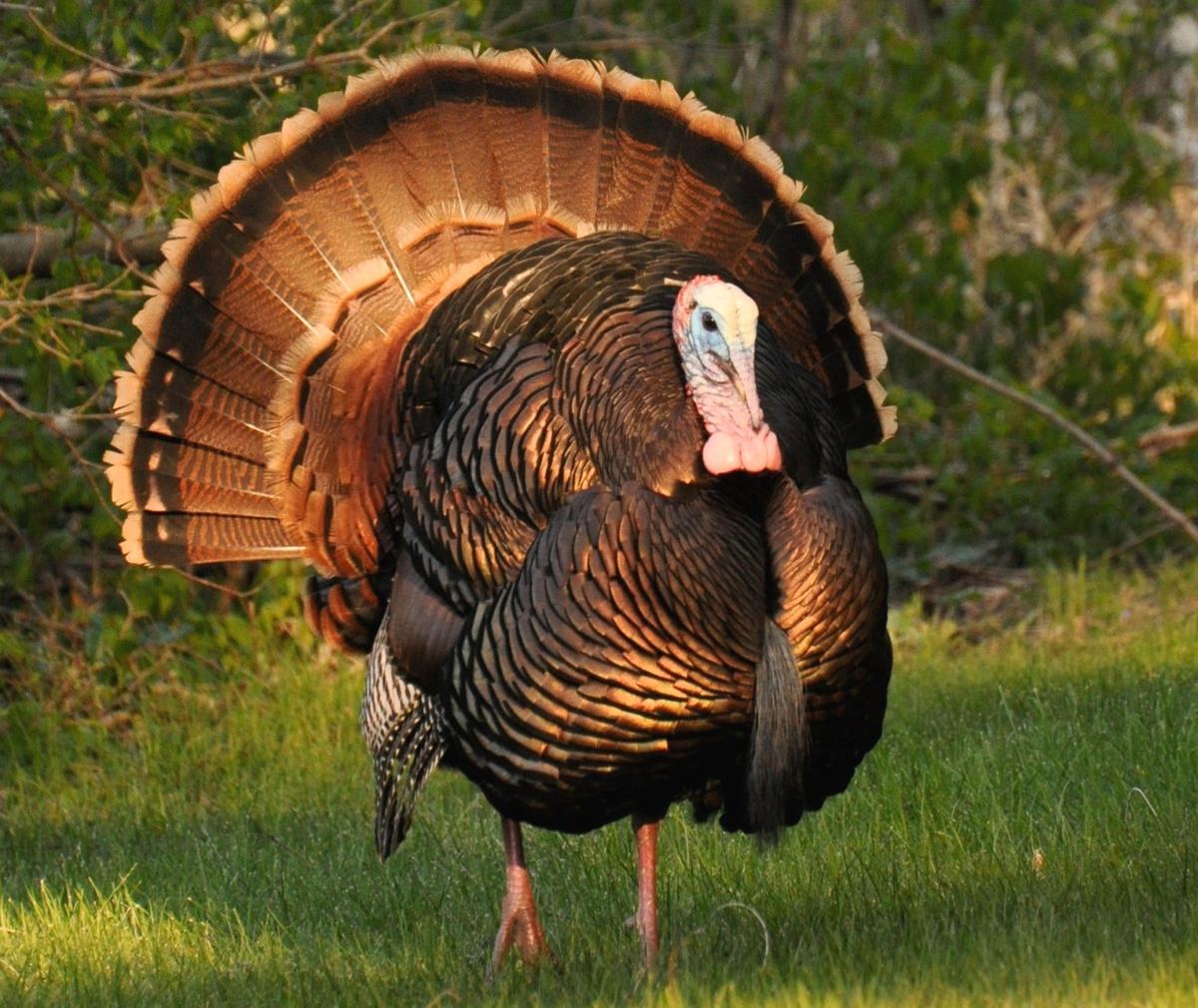 Iowa turkey hunting is a conservation landmark Features