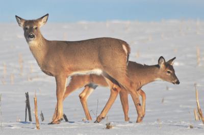 Washburn Outdoors: Warm winter puts brakes on late deer season