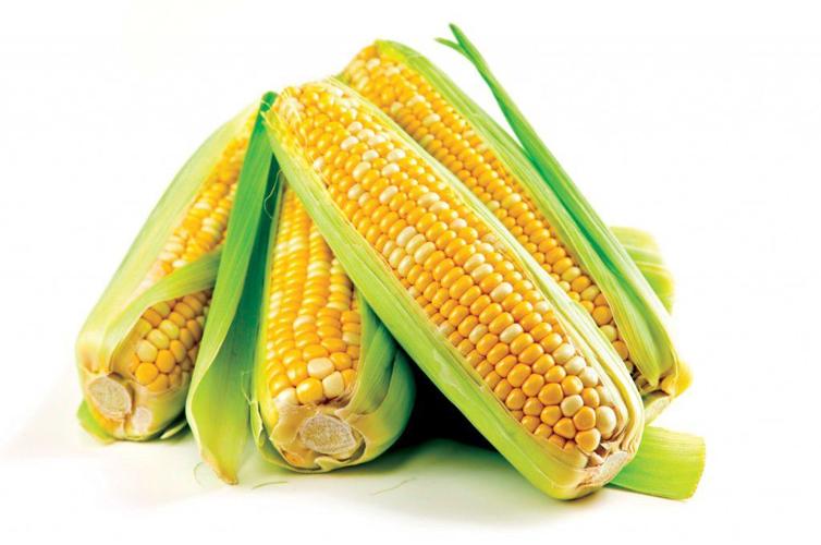 Corn Facts 2