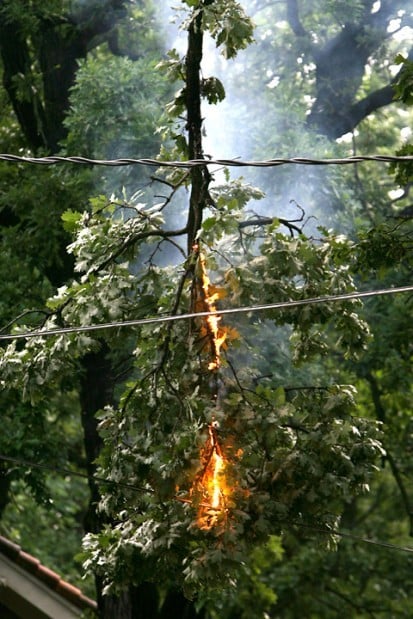 Tree branch caught in power line