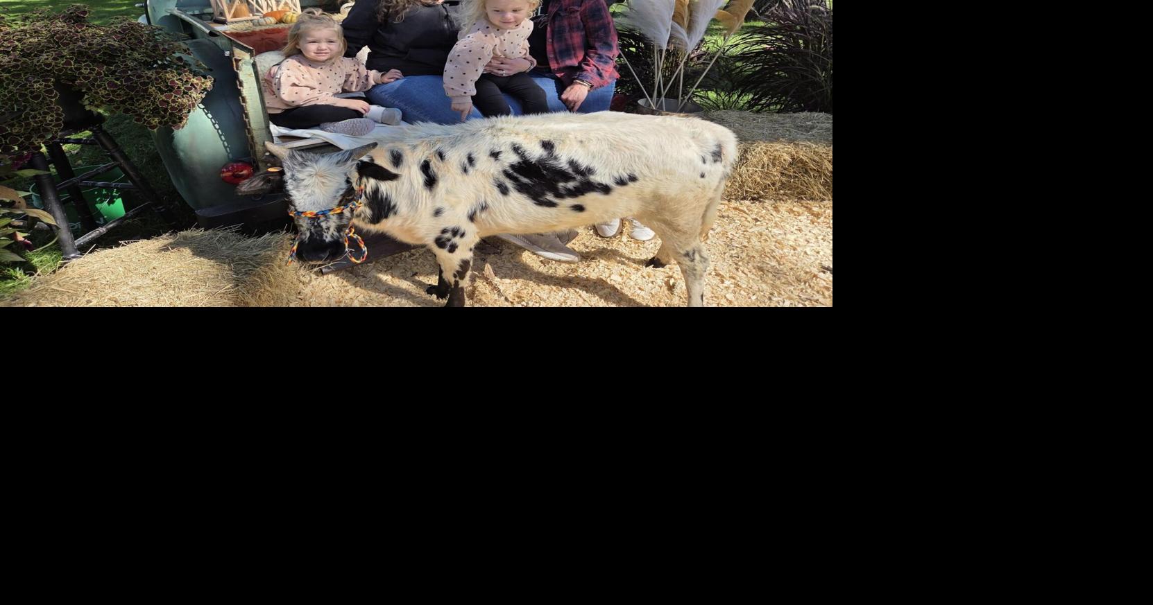 In case you missed it: Clear Lake Harvest Festival brings people together for fall fun
