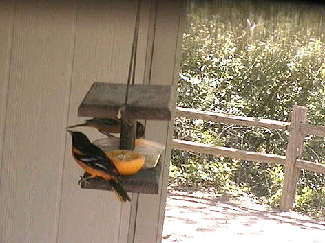 Webcam Installed At Lime Creek Nature Center Mason City North