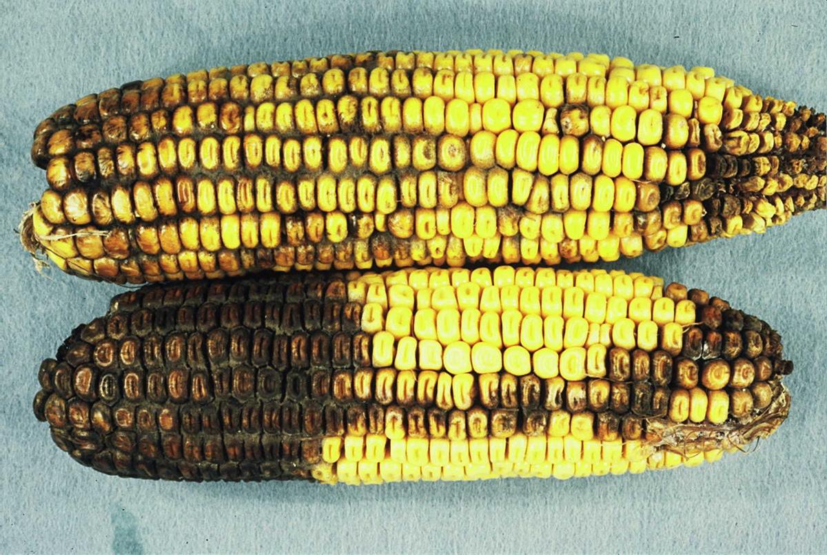 Corn mycotoxins not just found in grain