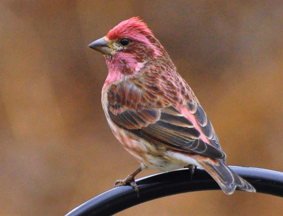 Washburn How to easily identify ‘Red Finches’