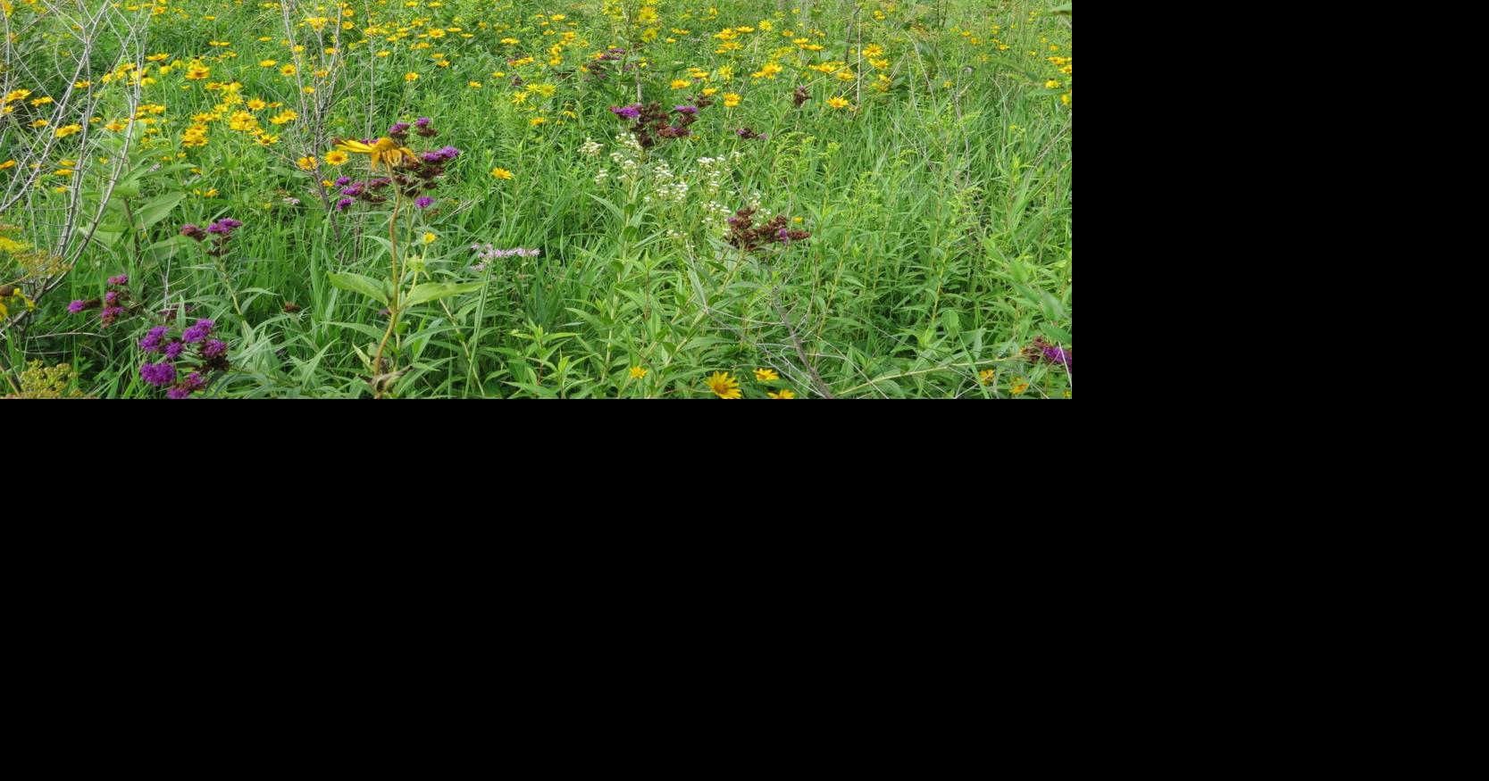 Prairie flowers - more than just color on the landscape