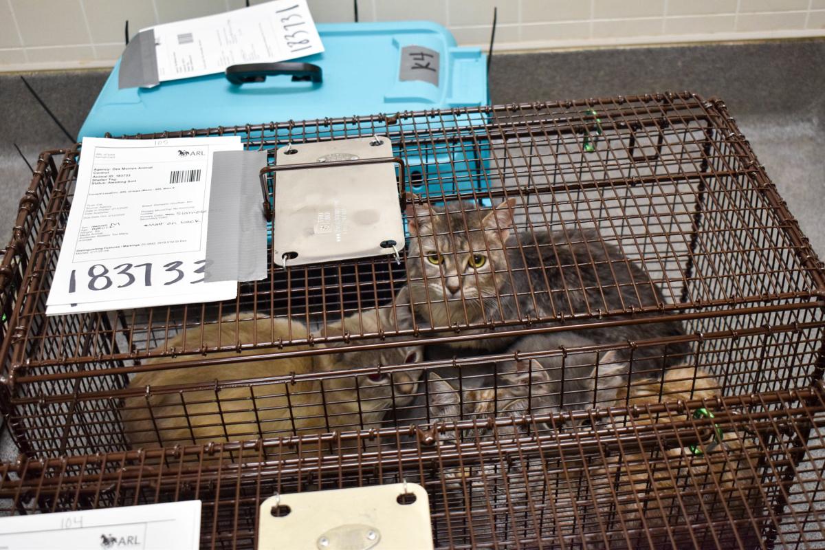 Animal Rescue League rescues 74 cats from Des Moines basement Iowa