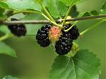Washburn: Wild mulberry provides summer taste treat