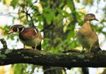 Washburn: The amazing journey of a mother wood duck