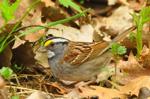 Washburn: Northbound sparrows provide variety to migration