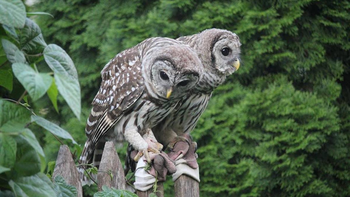 Learn About Owls In Forest City Globegazette Com