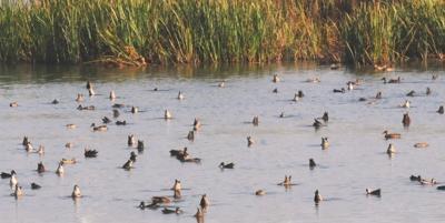Washburn outdoors: Phenomenal opening weekend of teal season