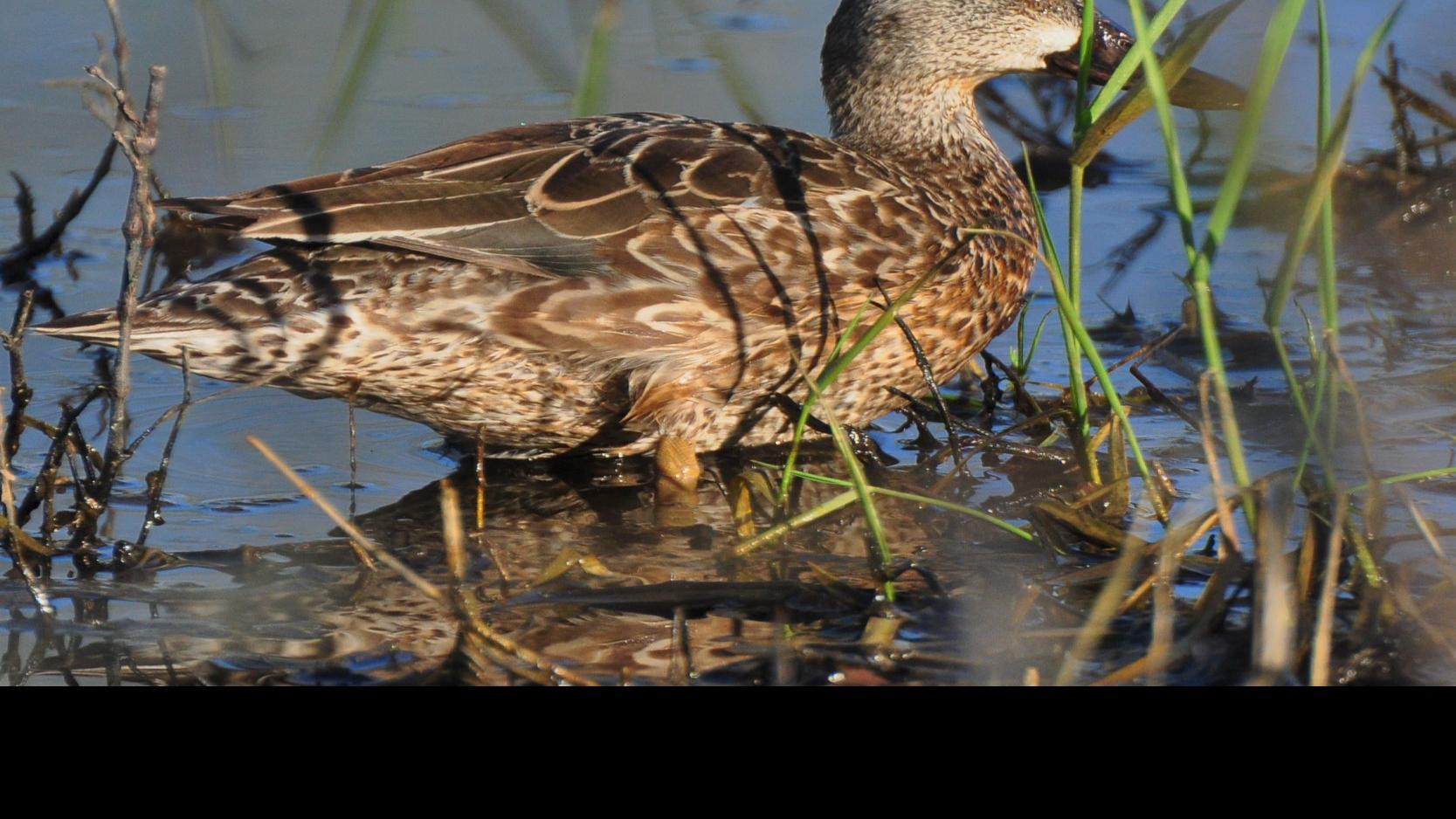Washburn Outdoors Phenomenal Opening Weekend Of Teal Season North Iowa Sports Globegazette Com