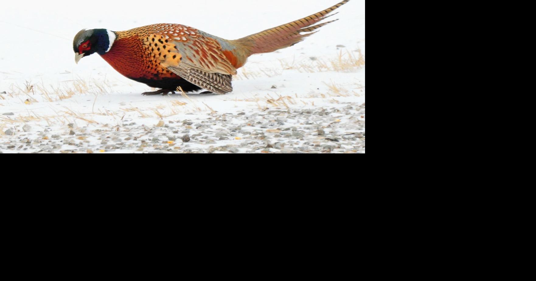 Cerro Gordo Conservation Board Keep dogs out of wildlife areas during