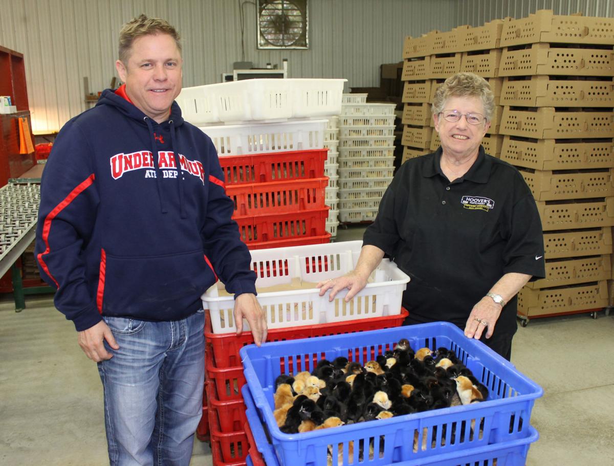 Hoovers Hatching new business Latest Local News