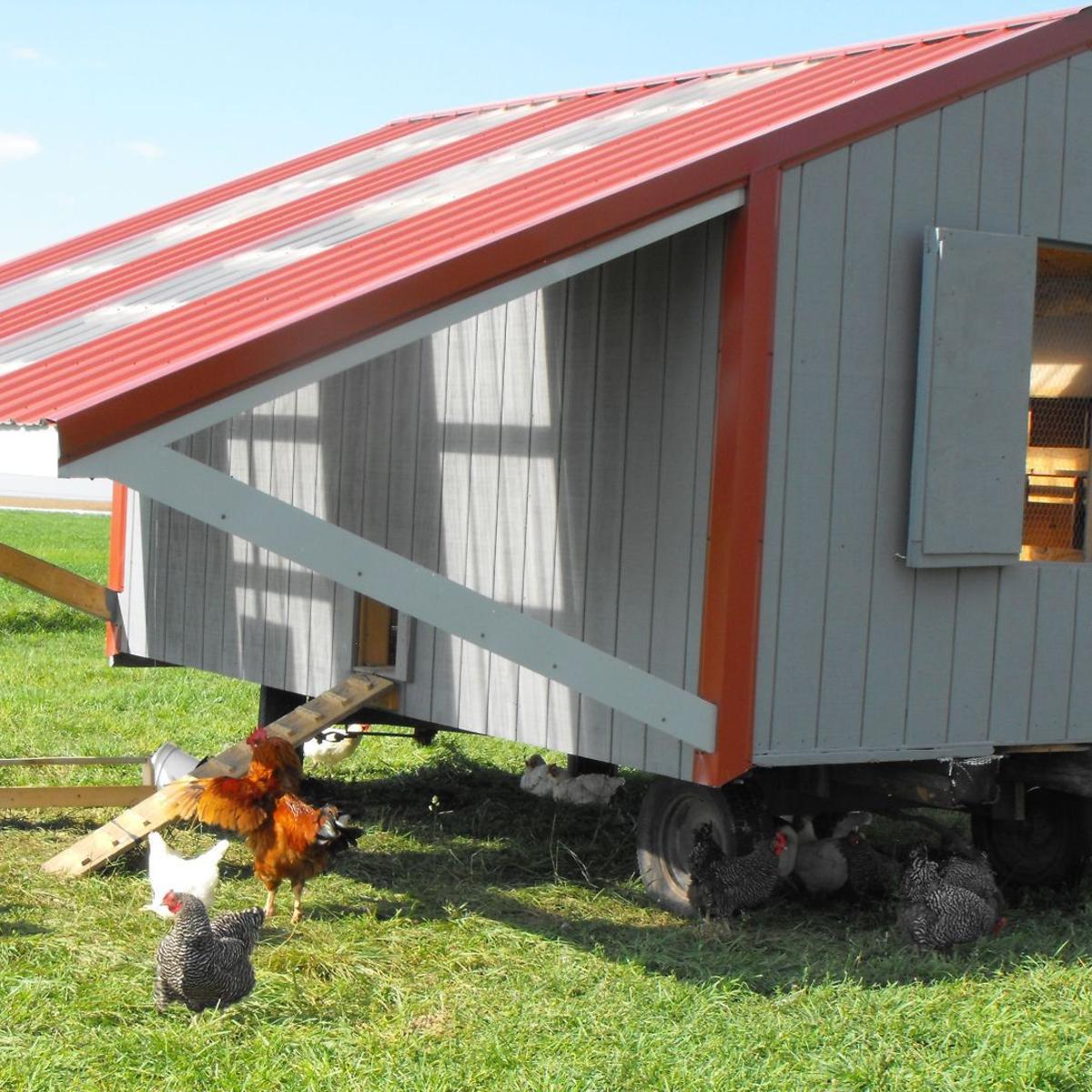 Red Rooster Ranch Produces Non Gmo Pastured Eggs Mitchell County News Globegazette Com